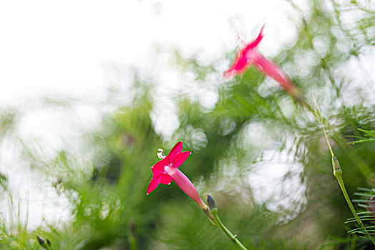 茑萝松和红色的小花朵