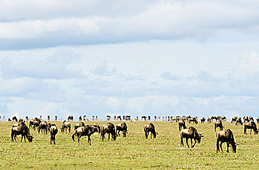 坦桑尼亚,塞伦盖蒂国家公园,角马,迁徙