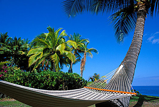 吊床,棕榈树,湾,科纳海岸,夏威夷大岛,夏威夷