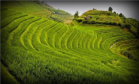 中国,稻田,风景