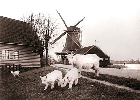 山羊,荷兰,1898年,艺术家