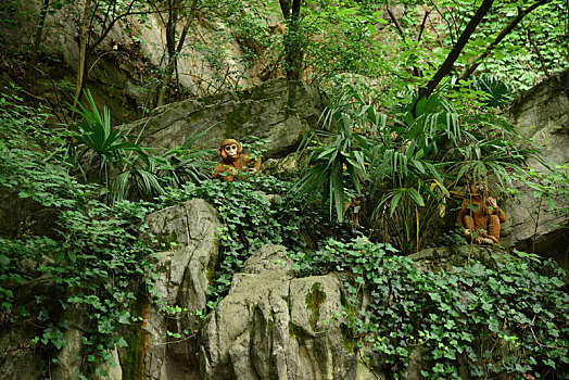 中国江苏省无锡市宜兴市善卷洞风景区山上的石猴