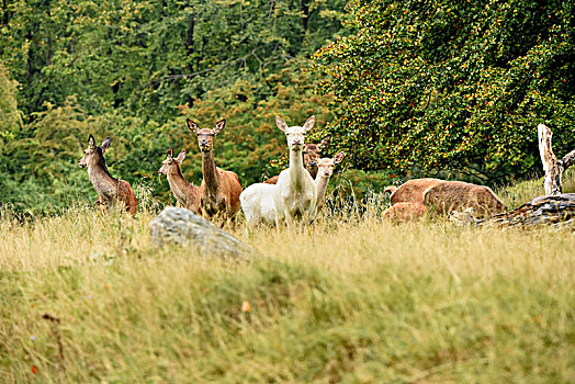 草地,成群,白色,鹿,雌性