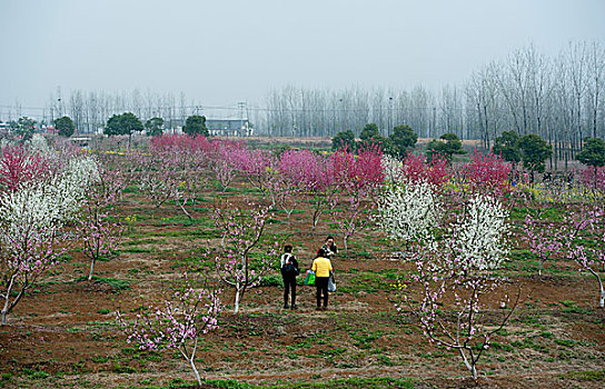 三十岗桃花