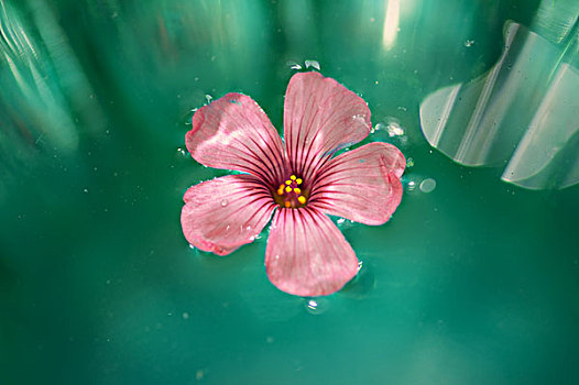 水性阳花