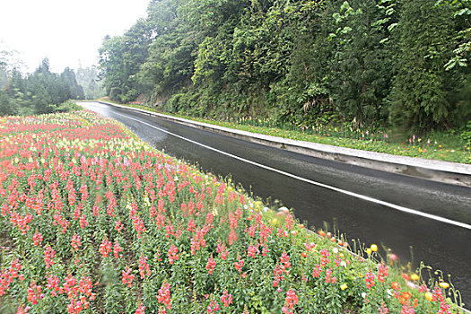 鲜花公路