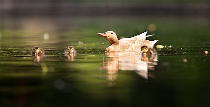 可爱,鸭子,家庭,水塘