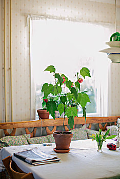盆栽,桌上