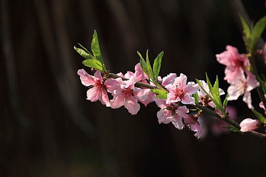 桃花