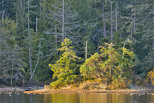 树,树林,泻湖,地方公园,温哥华岛,不列颠哥伦比亚省,加拿大