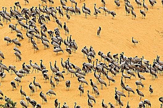 蓑羽鹤,群,沙丘,塔尔沙漠,拉贾斯坦邦,印度