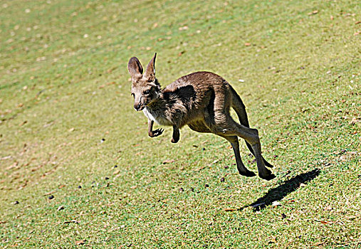 东方,灰色,袋鼠,年轻,跳跃,昆士兰,澳大利亚
