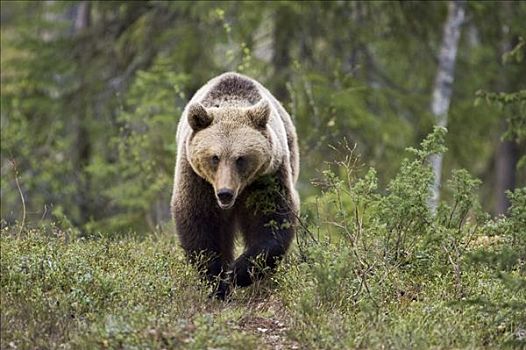棕熊,树林,芬兰