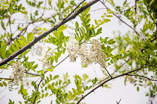 洋槐树盛开的白色花朵特写