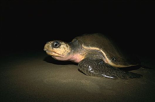 橄榄龟,太平洋丽龟,女性,产卵,海滩,夜晚,太平洋海岸,瓦哈卡,墨西哥
