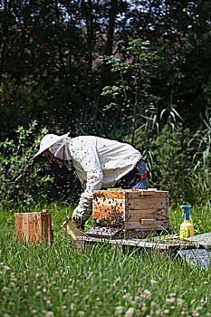 男性,养蜂人,工作,蜂巢,农场
