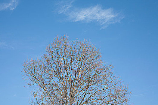 秃树,蓝天