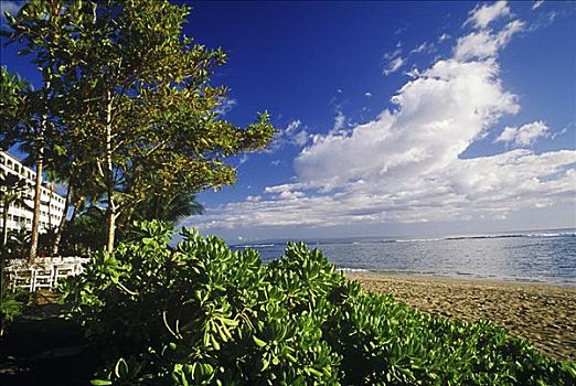 树,植物,海滩,夏威夷,美国