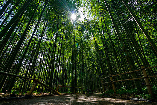 日本京都嵯峨野岚山竹林风光