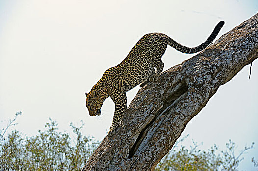 非洲豹,豹,走,树,马赛马拉国家保护区,肯尼亚,非洲