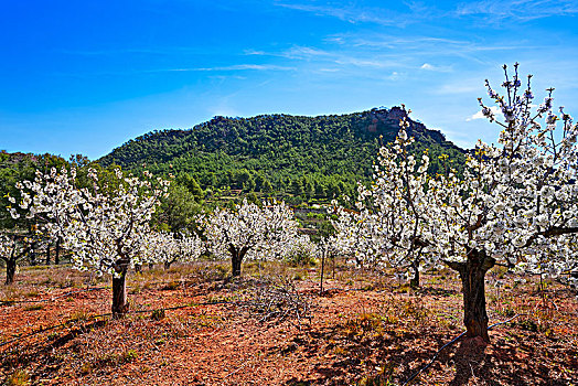 山,樱花,瓦伦西亚,西班牙