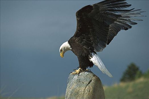 白头鹰,海雕属,雕,降落,岩石上,北美