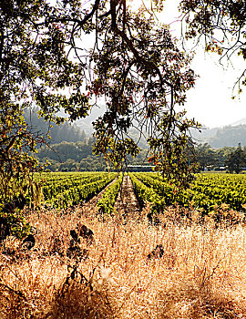 葡萄园,那帕山谷,加利福尼亚