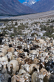 放牧,绵羊,喀喇昆仑,拉达克,印度