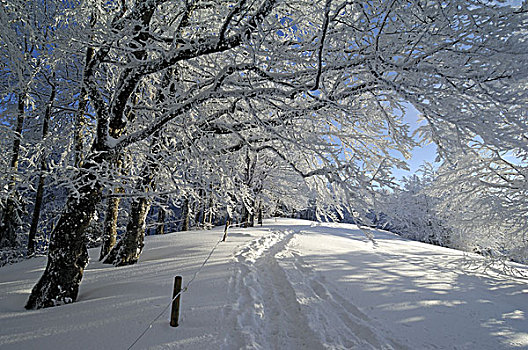 冬景,树,道路,积雪