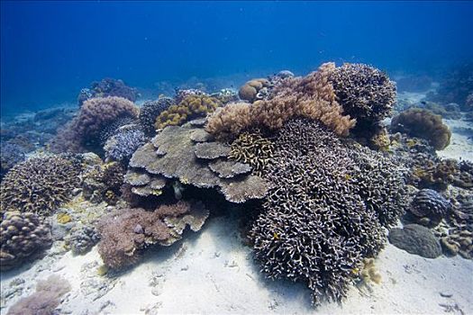 遮盖,珊瑚礁,软,石头,珊瑚,菲律宾,太平洋