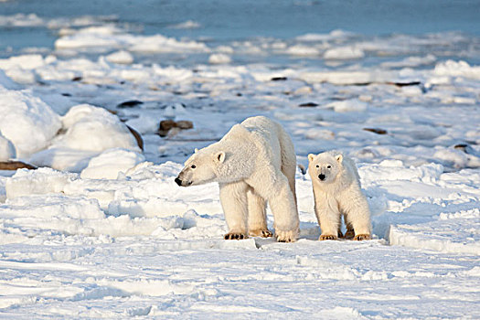 北极熊,幼兽,靠近,哈得逊湾,丘吉尔市,野生动物,管理,区域,曼尼托巴,加拿大