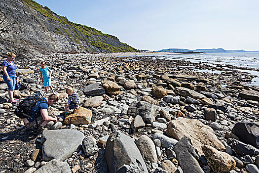 英格兰,多西特,侏罗纪海岸,男人,寻找,化石