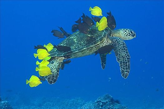 夏威夷,绿海龟,龟类