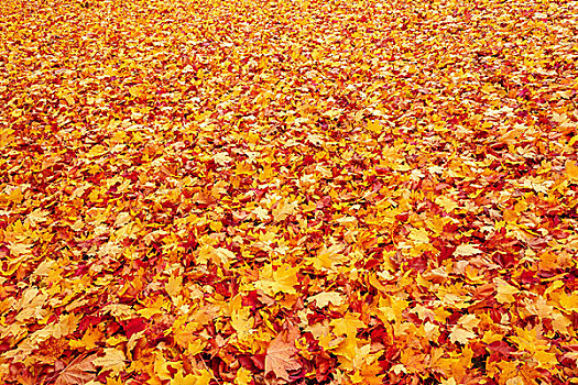 秋天,橙色,红色,秋叶,地上