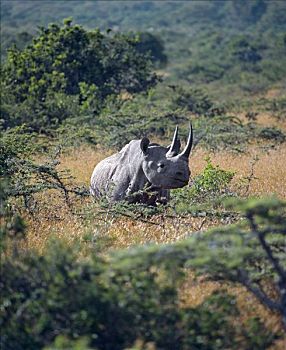 肯尼亚,黑犀牛,刺,擦洗,古物,早,岁月,哺乳动物,今日,濒危物种,要求,阿拉伯,亚洲