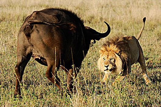 非洲狮,狮子,对抗,南非水牛,非洲水牛,塞伦盖蒂国家公园,坦桑尼亚