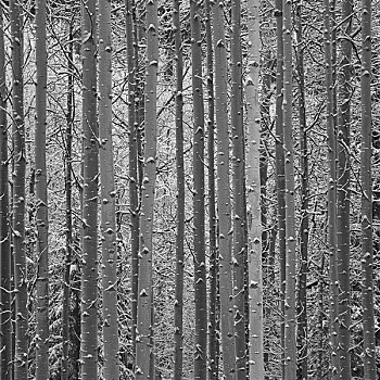 积雪,树干,树林,碧玉国家公园,艾伯塔省,加拿大