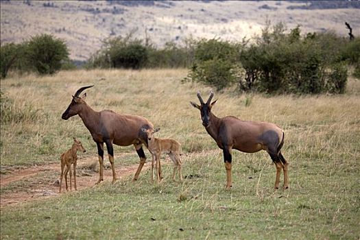 转角牛羚,地点,马赛马拉国家保护区,肯尼亚