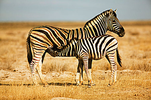 斑马,吸吮,小马,埃托沙国家公园,纳米比亚,非洲