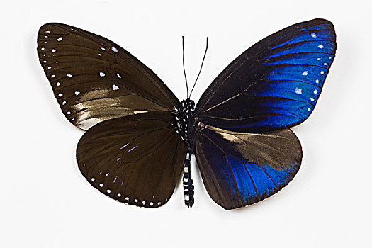 条纹,蓝色,蝴蝶,对比,翼,仰视