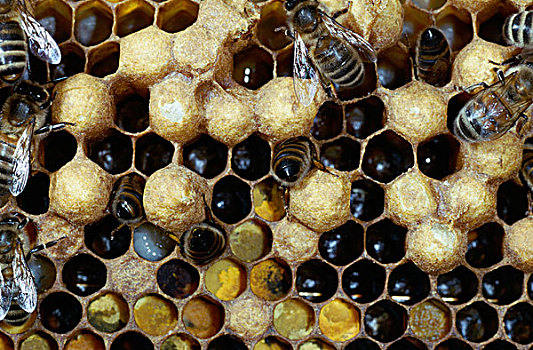 蜜蜂,意大利蜂,工人,窝,蜂巢,花粉,蜂蜜