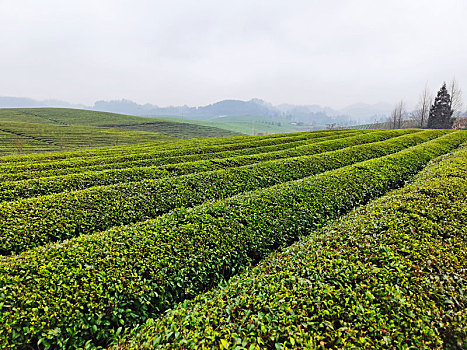 贵州湄潭,万亩茶海给大自然披上绿色地毯