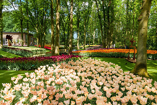 郁金香,地点,库肯霍夫花园,荷兰
