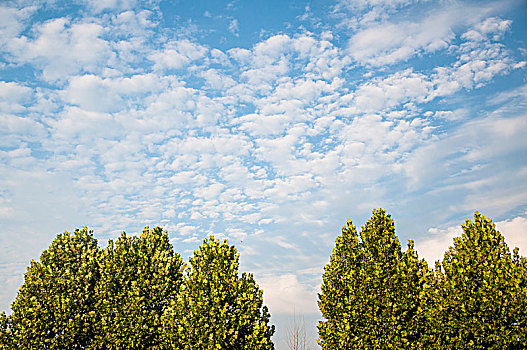 绿色的树木和蓝天白云