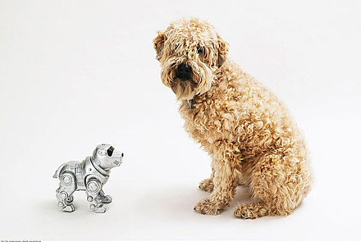 梗犬,机器人,狗