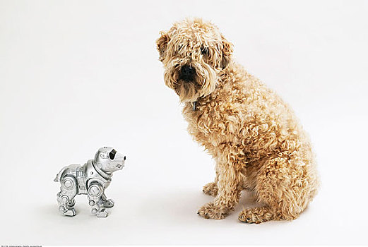梗犬,機器人,狗