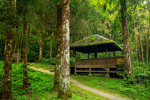 台湾宜兰县森林高山湖泊明池,森林中休憩的凉亭
