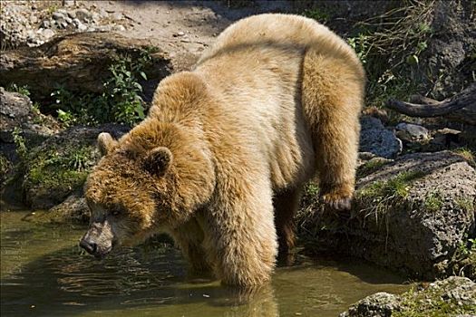 棕熊,海尔布伦,动物园,萨尔茨堡,奥地利,欧洲