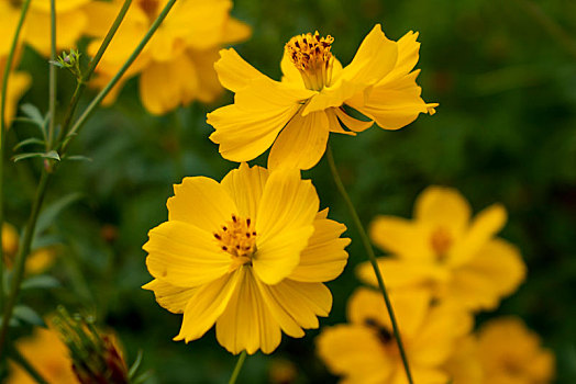 百日菊,硫华菊－花海