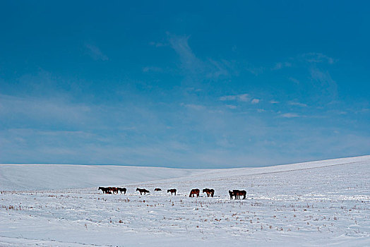 马,放牧,伊尔库茨克,区域,西伯利亚,俄罗斯
